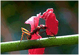 Karıncalar Besin Kaynağını Diğerlerine Nasıl Haber