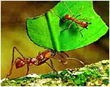Karıncaların İletişimi