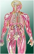 Kemikler İç Organları Nasıl Korur?