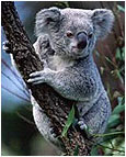 Okaliptüs Ağaçları ve Koalalar