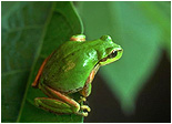 Pigment Hücrelerinin Kurbağaları Koruyan Savunma Taktiği
