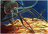 Sivrisineğin Lokal Anestezi Yapan Salgısı