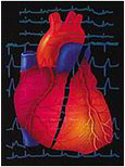 Vücutta Ritmik Hareket Eden Tek Hücre: Kalp Kası