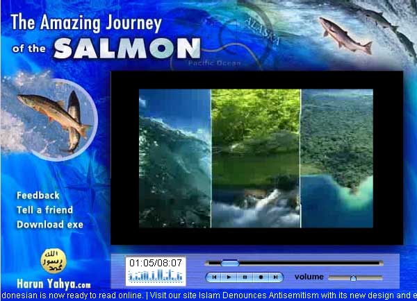 The amazing journey of the salmon