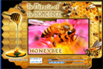 The miracle of the honeybee - 2