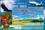 The miracle in the birds
