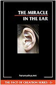 The Miracle In The Ear