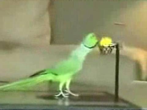 OBEDIENT & CLEVER PARROT