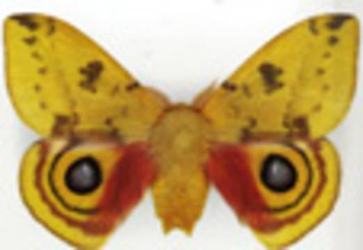 Kelebeklerin hayran bırakan simetrik güzellikleri