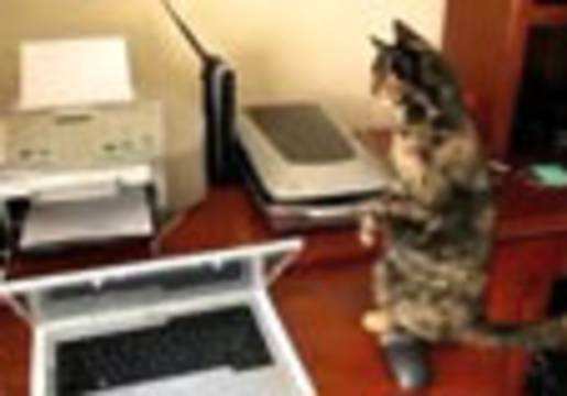 Bu kedicik faks makinasını oyuncak yapmış