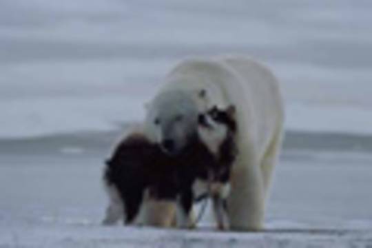 Köpeklere sarılan kutup ayıları