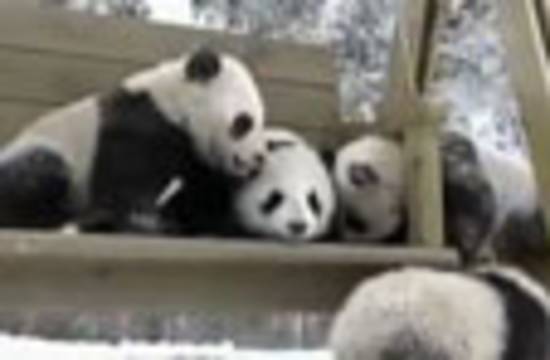 Pandalar oyun parkında