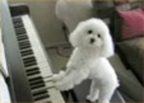This cute dog is a very good pianist