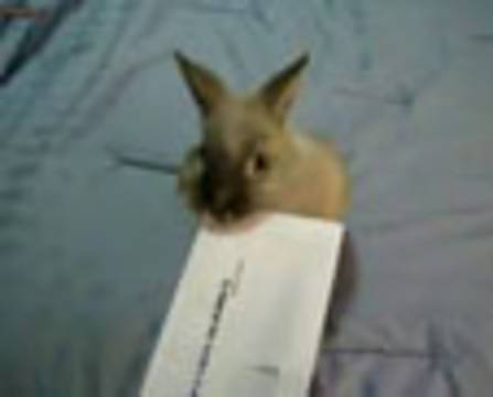 This rabbit is opening a letter
