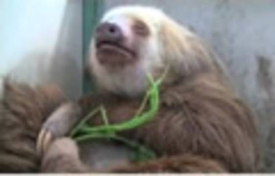 Uykucu Sloth'un bir günü...