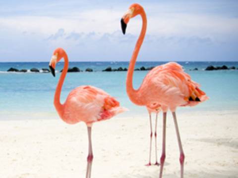 Flamingolar neden pembe renklidir?