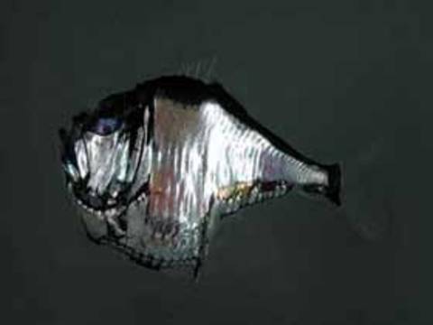 Glowing hatchet fish