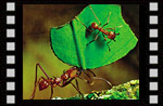 Le miracle chez la fourmi