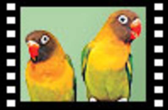 The miracle of talking birds - subtitled -
