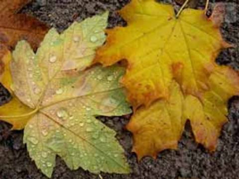 Sonbaharda dökülen yapraklar dünyada çok önemli ekolojik denge oluşturur