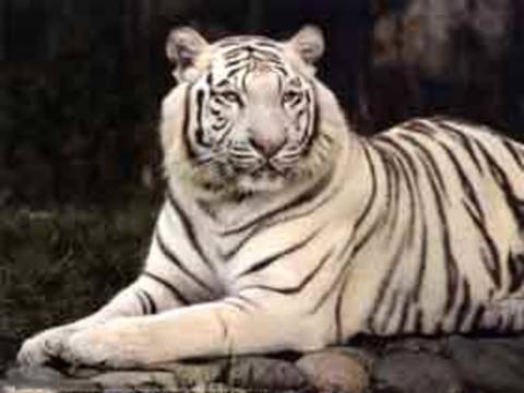 The identifying nature of tiger skin