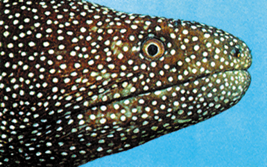 gecko kamuflajı