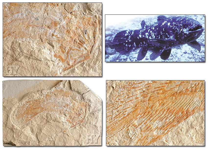 Coelacanthe fossile