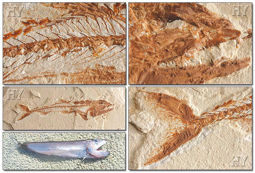 Omosudidae fossile