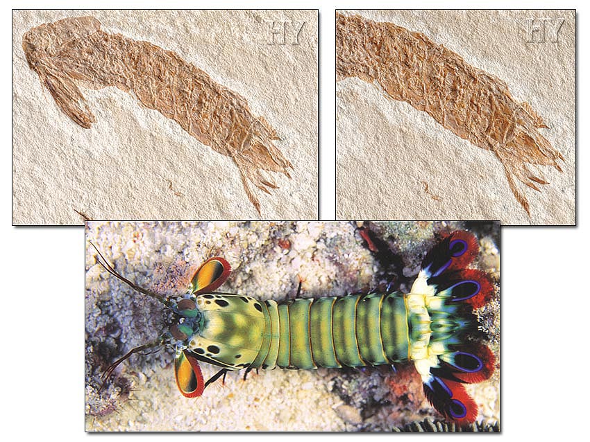 Crevette-Mante fossile