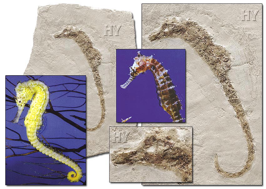 Hippocampe fossile