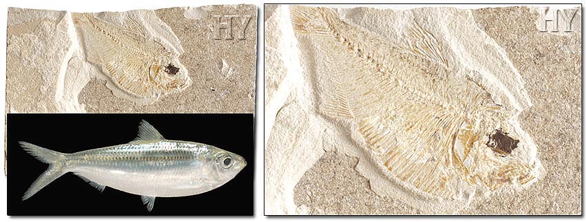 Sardine fossile