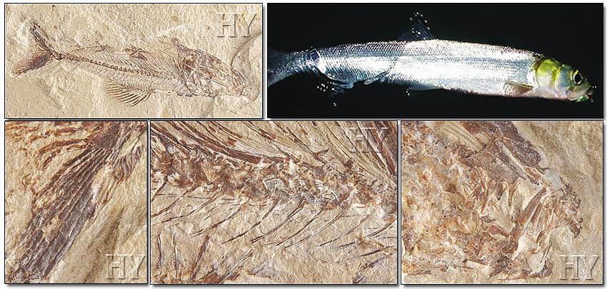 Elopidae fossile