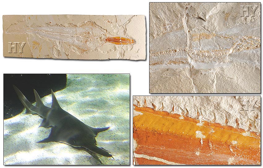 Poisson-Scie fossile