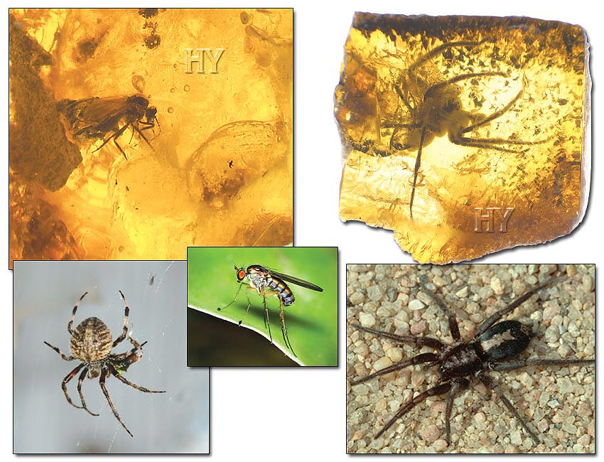 Mouche, Araneidae, Gnaphosidae, fossile