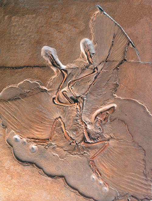 Fosil Archaeopteryxa, fossil