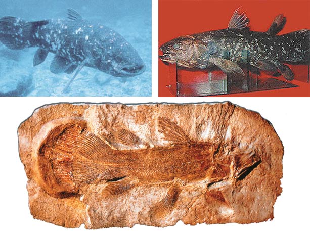 Coelacanth fosili