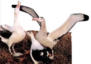albatroslar