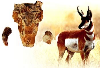 antilop kafatası fosili
