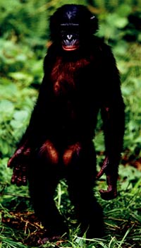 bonobo şempanzesi