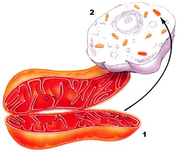 hücre, mitokondri