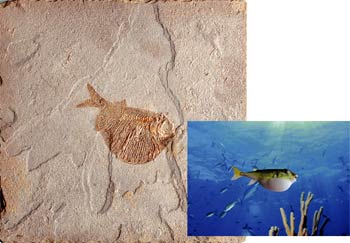 küre balığı fosili