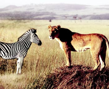 aslan ve zebra