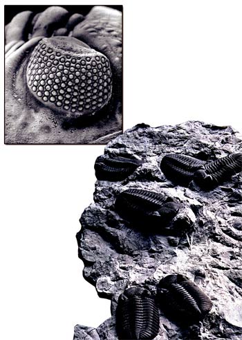 trilobit gözü