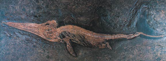 Ichthyosaur fosili