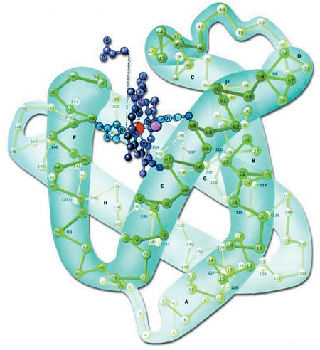miyoglobin proteini