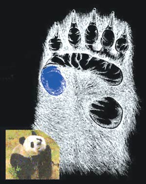 panda parmağı yanılgısı
