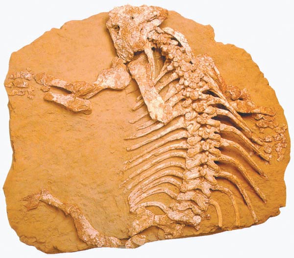 Seymouria fosili