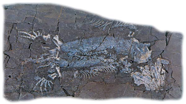 Tetrapod fosili