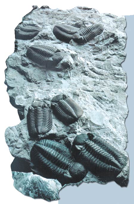 trilobit fosili