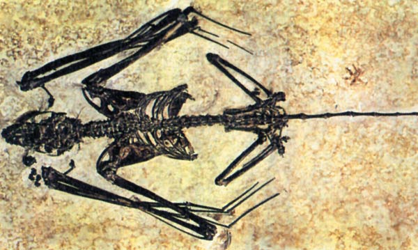 bilinen en eski yarasa fosili